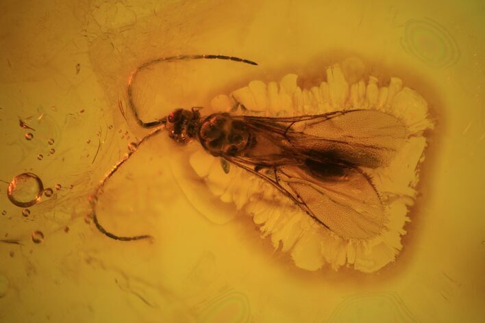Detailed Fossil Wasp (Hymenoptera) In Baltic Amber #69274